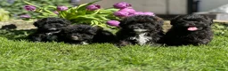 Shihpoo dogs for sale: Stunning shihpoo pups ready now  - Advert 5
