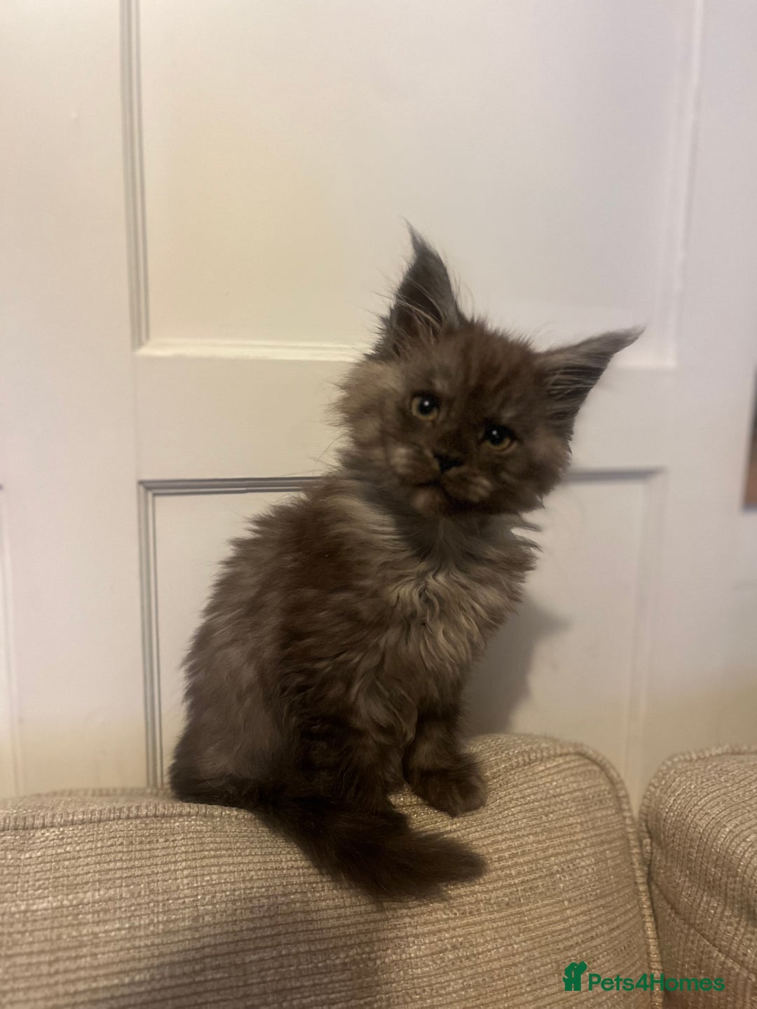 Maine Coon cats for sale: Maincoon kitten  - Advert 3