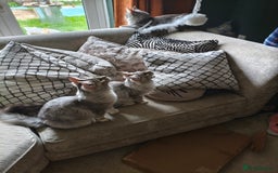 Maine Coon cats for sale: Meet Apollo and Coraline Hi Silver Maine Coons  - Image 3