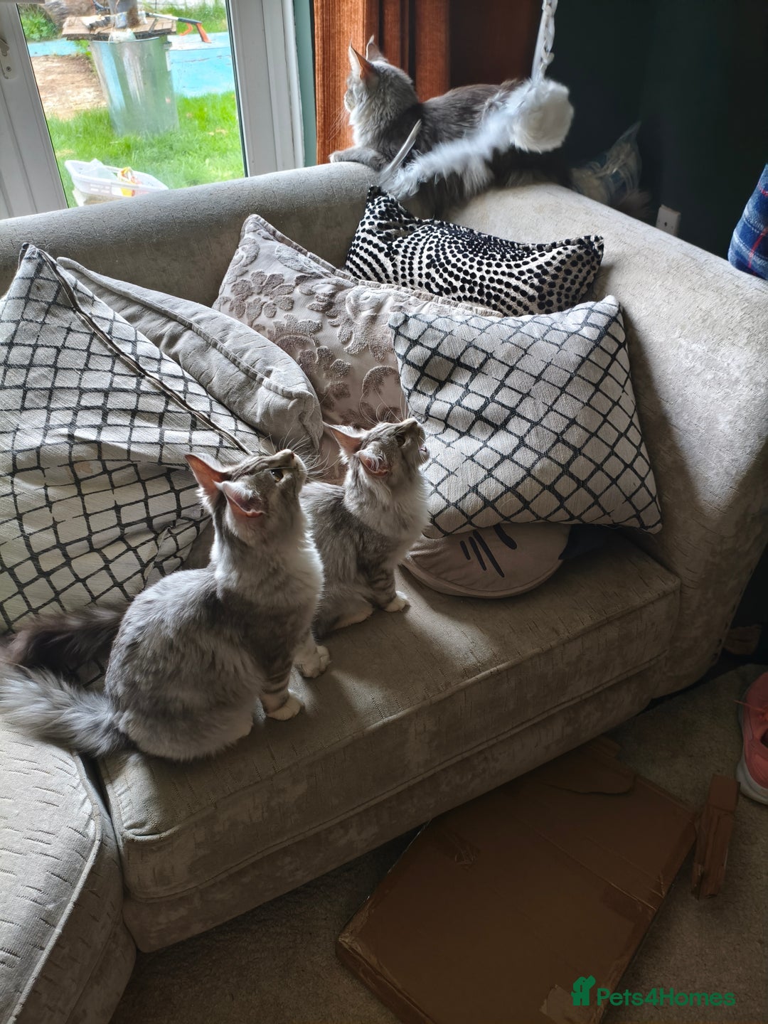 Maine Coon cats for sale: Meet Apollo and Coraline Hi Silver Maine Coons  - Image 3