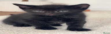 Russian Blue 1