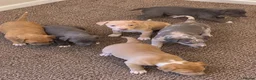 Italian Greyhound dogs for sale: Italian greyhound x whippet - Advert 10