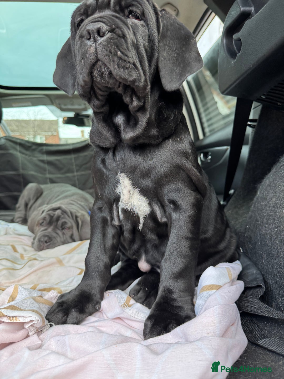 Mastiff dogs for sale: 2 Neapolitan mastiff puppies black girls  - Advert 11
