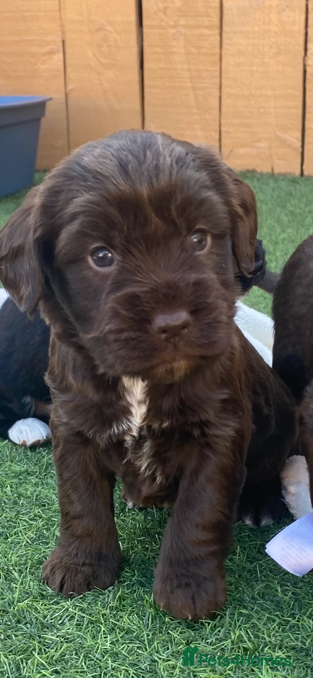 Cockapoo dogs for sale: Cockapoo - Advert 2