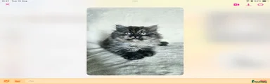 British Shorthair 3