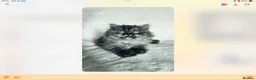 British Shorthair cats for sale: GCCF reg British kittens  - Advert 14