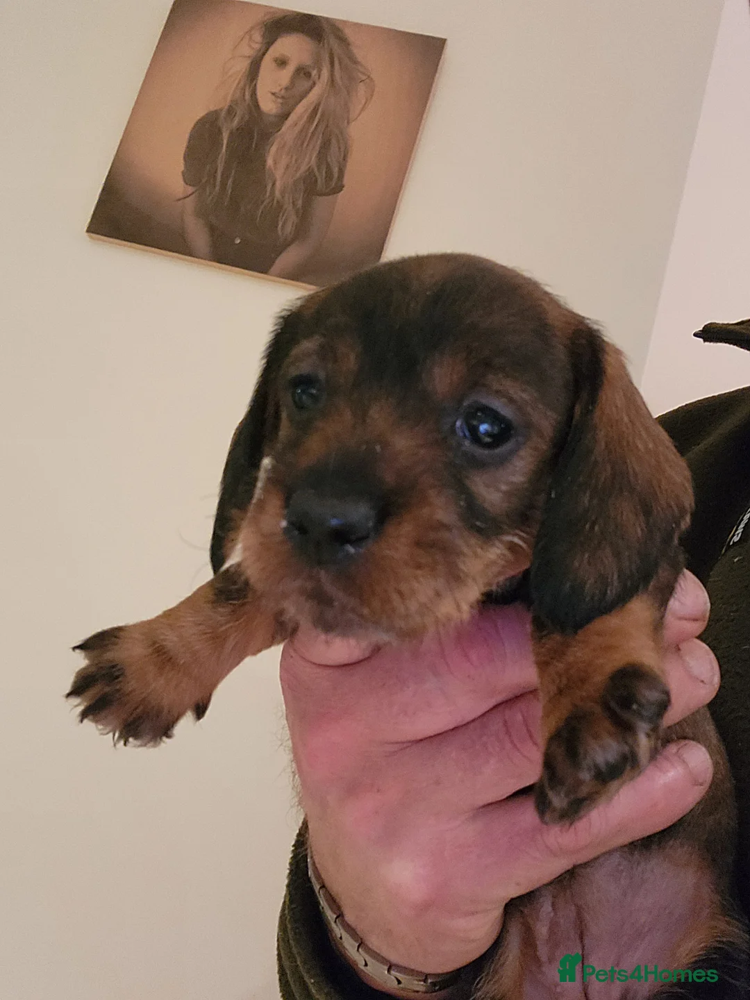 Dachshund dogs for sale: Dachshound. Teckels  - Advert 4