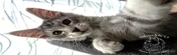 Maine Coon cats for sale: 💚Ready💚 TICA-registered XL Maine Coon Kitten   - Advert 15