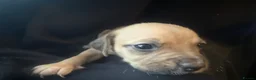 Mixed Breed dogs for sale: Mixed breed puppies in Rowley Regis - Advert 33