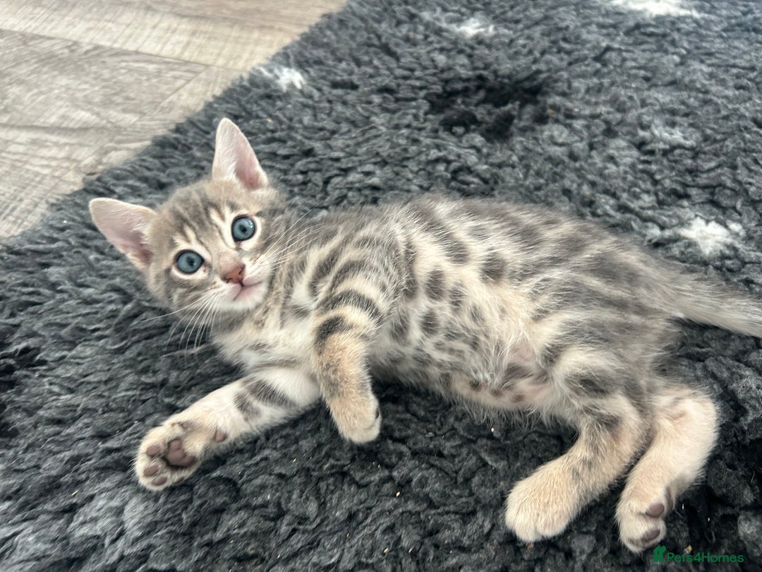 Bengal cats for sale: Stunning Bengal Kittens - TICA Registered - Image 40