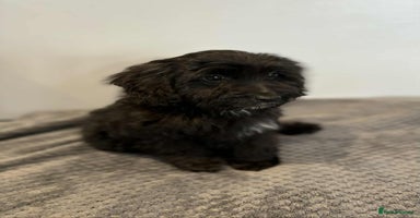 Cockapoo dogs - Advert 3