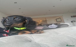 Miniature Dachshund dogs for sale: Pedigree Miniature Dachshund  - Image 12