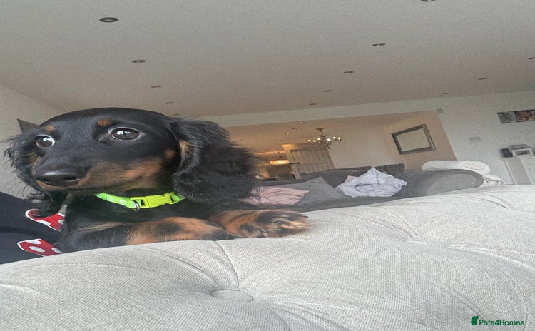 Miniature Dachshund dogs - Advert 8