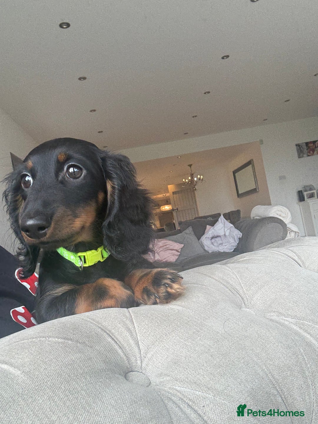 Miniature Dachshund dogs for sale: Pedigree Miniature Dachshund  - Image 12