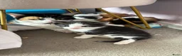 Mixed Breed cats for sale: 4 little kittens 🐱  - Advert 8