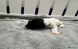 Sprocker dogs for sale: Sprocker Spaniel Puppies - Image 33