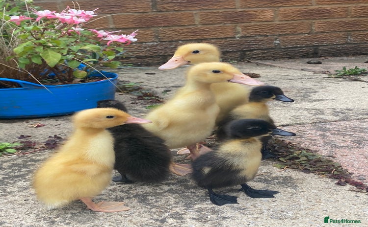 Ducks poultry - Advert 4
