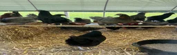 Chickens poultry for sale: Point of lay hybrid pullets (hens) - Advert 6