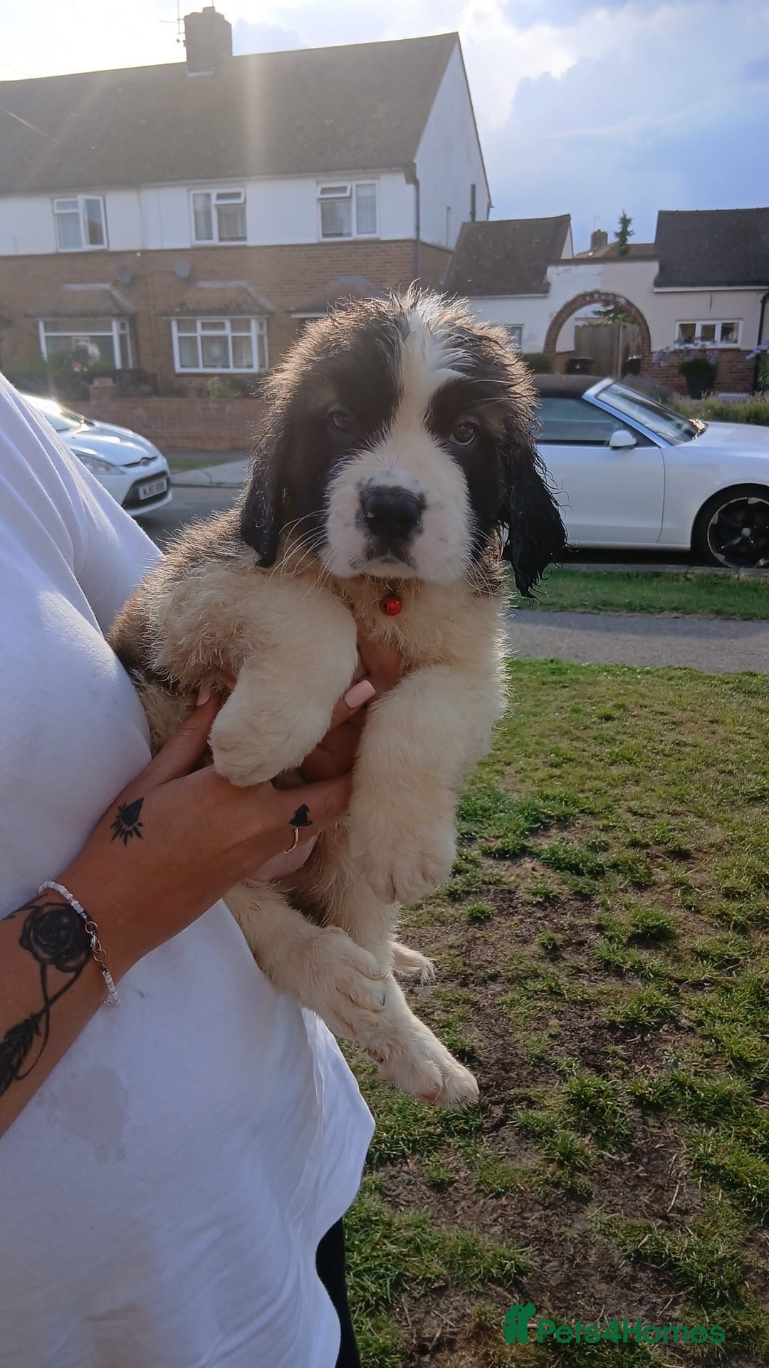 Saint Bernard dogs for sale: Saint Bernard puppies  - Image 13