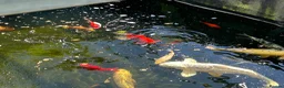 Koi Carp fish for sale: Pond fish in Southampton - Advert 6