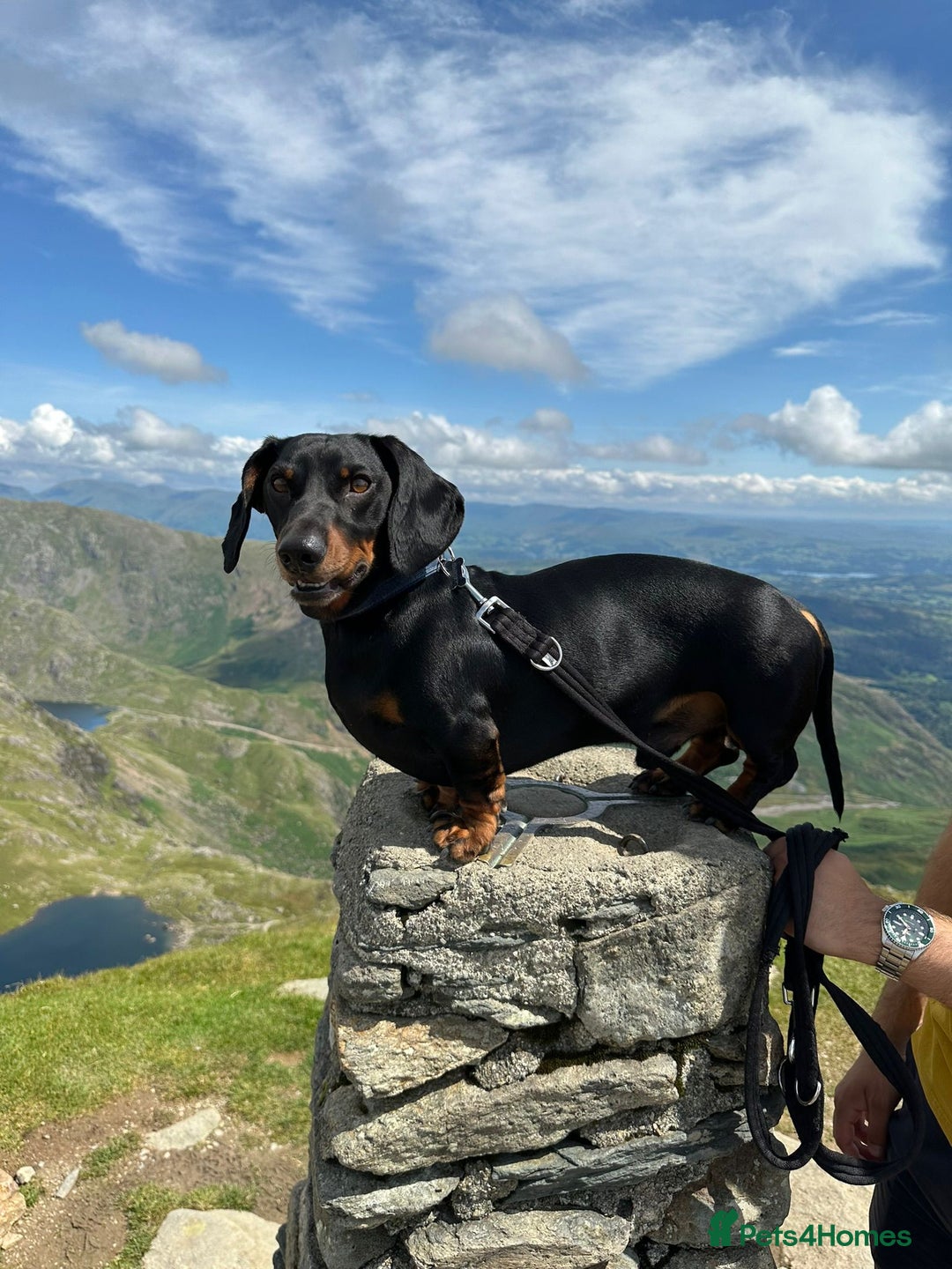 Dachshund dogs for stud: Stunning dachshund available for stud - Image 5
