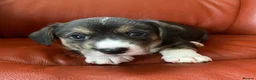 Welsh Corgi Cardigan dogs for sale: WELSH CARDIGAN CORGI BABIES - Advert 1