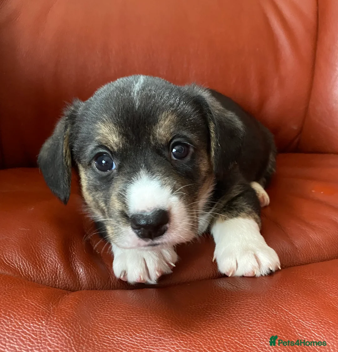 Welsh Corgi Cardigan dogs for sale: WELSH CARDIGAN CORGI BABIES - Advert 1