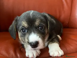 Welsh Corgi Cardigan dogs WELSH CARDIGAN CORGI BABIES - Advert 6