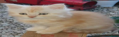 Mixed Breed 1