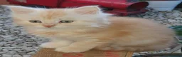 Mixed Breed cats for sale: Maine coon cross Norwegian Forest kittens - Advert 4