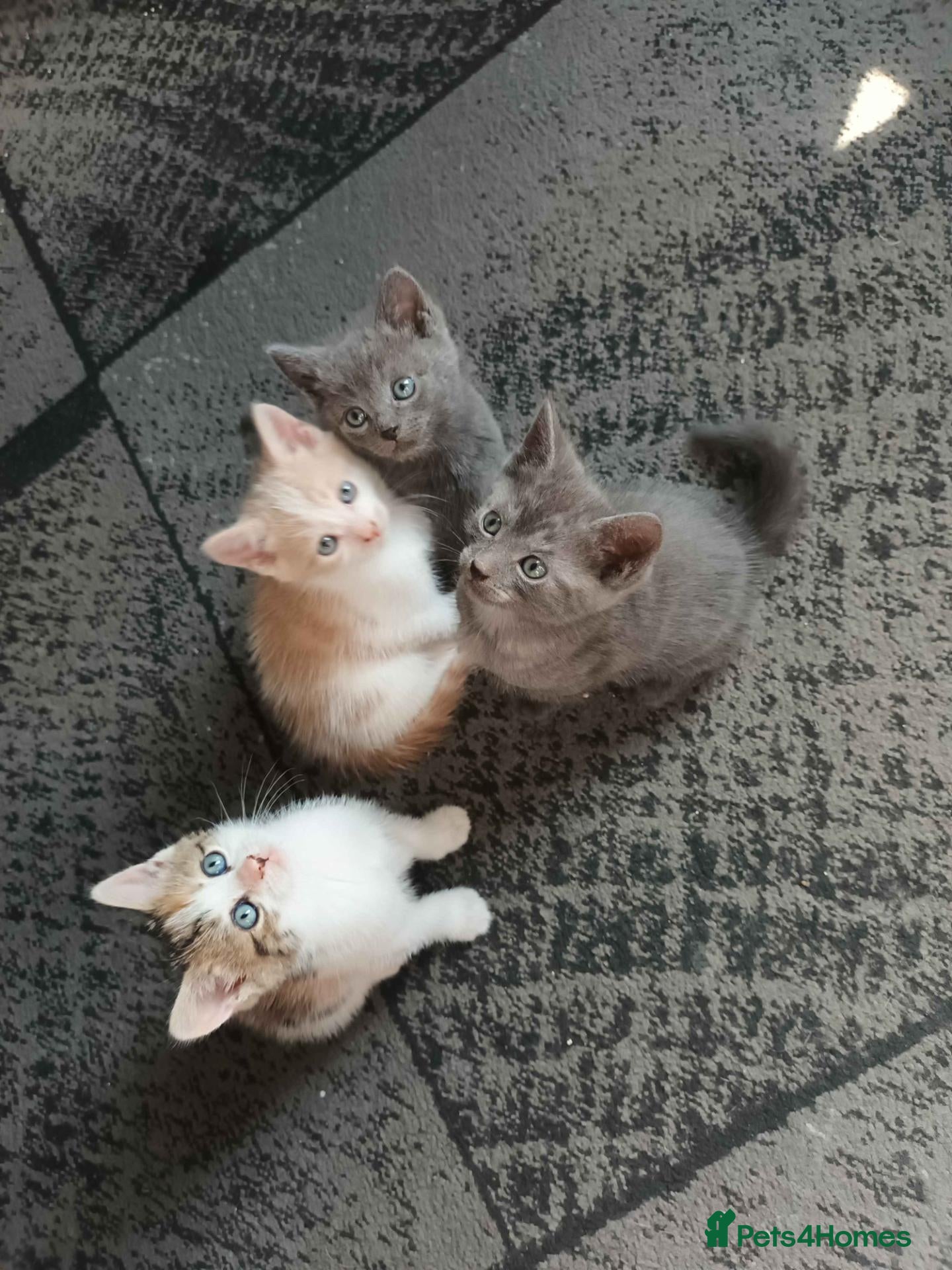 British Shorthair cats 4 beautiful kittens - Advert 5