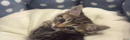 Mixed Breed cats for sale: Beautiful tabby kitten with blue eyes - Advert 5