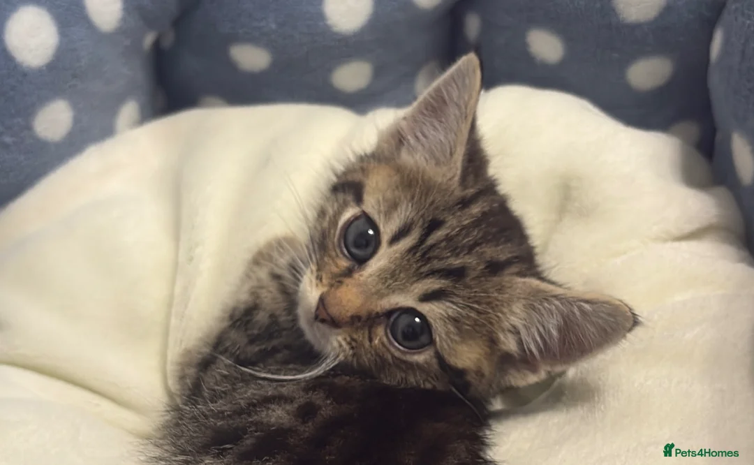 Mixed Breed cats for sale: Beautiful tabby kitten with blue eyes - Advert 5