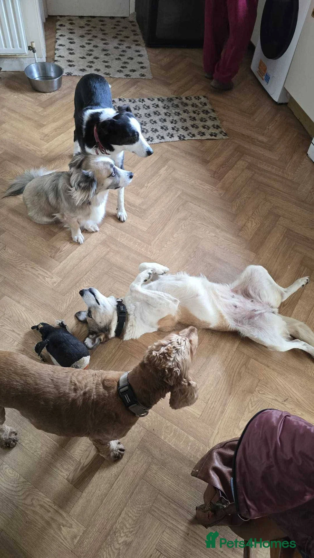 Mixed Breed dogs for adoption: Meet Marnie, currently residing in Devon in Honiton - Advert 2