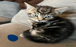 Mixed Breed cats for sale: 2 male kittens  - Image 3