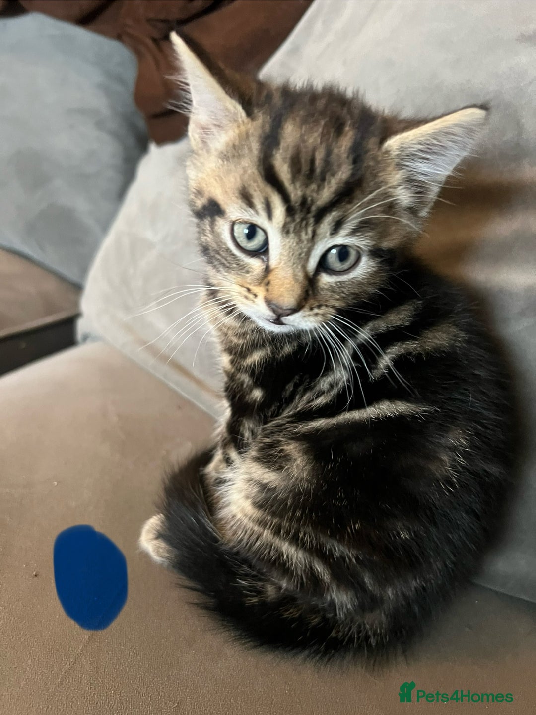 Mixed Breed cats for sale: 2 male kittens  - Image 3