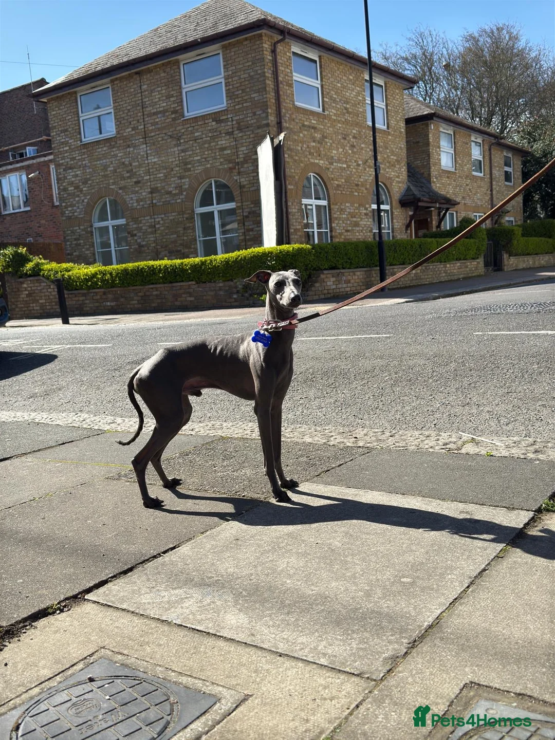 Italian Greyhound dogs for stud: Proven handsome blue Italian greyhound  in London - Advert 5
