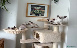 Ragdoll cats for sale: Ragdoll x Oriental kittens  - Image 20