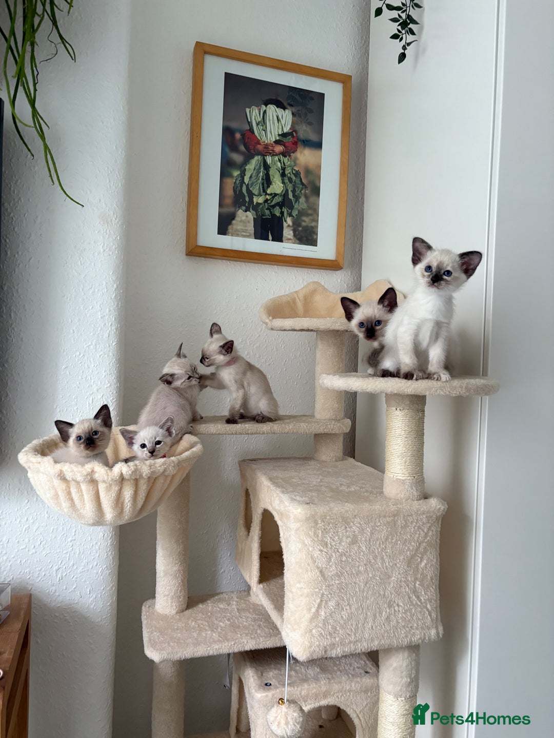 Ragdoll cats for sale: Ragdoll x Oriental kittens  - Image 20