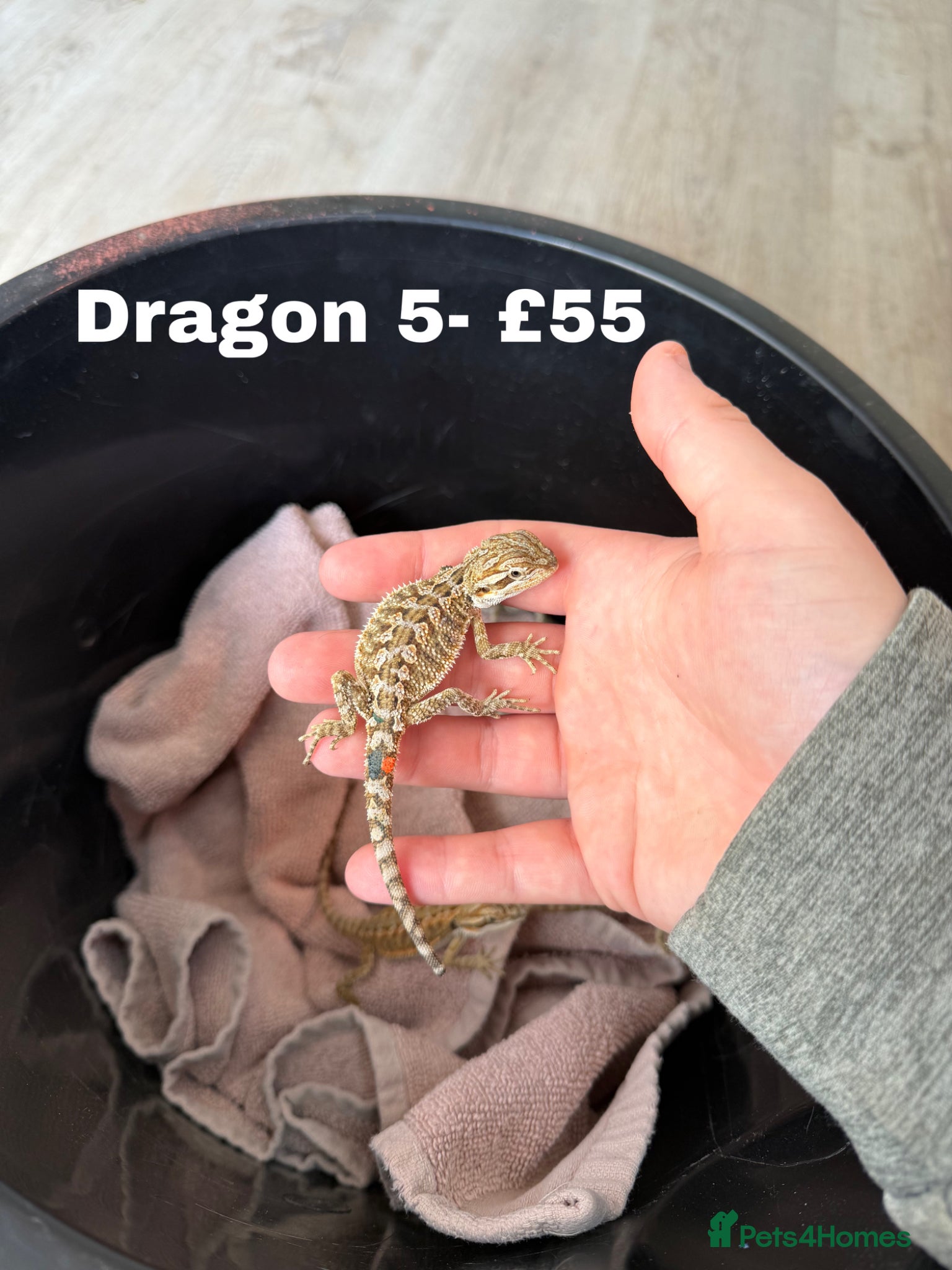 Bearded Dragon reptiles Bearded Dragons Ready to go FINAL 2 - Advert 2