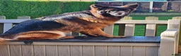 German Shepherd dogs for sale: STUNNING LONG HAIRED KC GERMAN SHEPHERD PUPPIES in Coalville - Advert 3