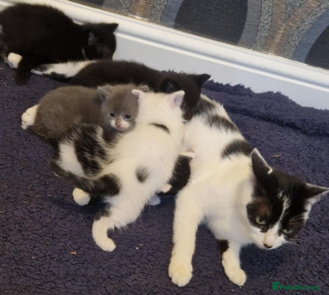 Mixed Breed cats for sale: 5 kittens for sale  - Image 13