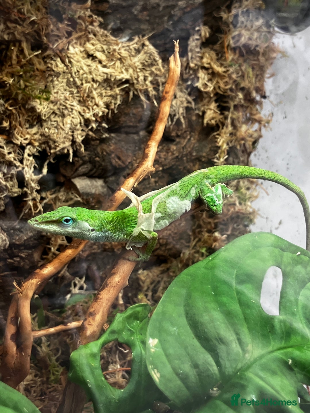 Frog reptiles for sale: Green anole & Green Tree frog & ecosystem! - Image 1
