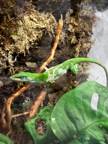 Frog reptiles - Advert 1