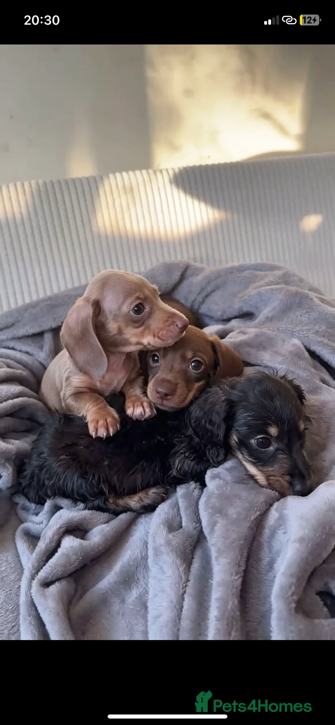 Miniature Dachshund dogs for sale: Beautiful Litter of 3 Miniature Dachshund Puppies  in Kettering - Advert 1