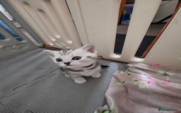 British Shorthair cats for sale: BSH Silver Tabby  - Image 18