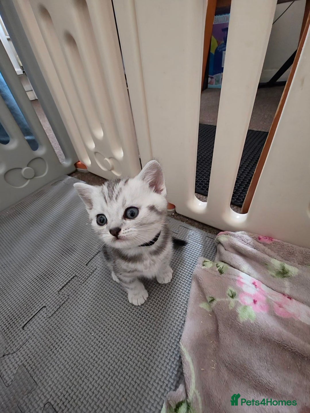 British Shorthair cats for sale: BSH Silver Tabby  - Image 18