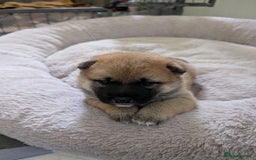 Japanese Shiba Inu dogs for sale: Lovely Shiba Inu Puppies, Last One Left - Advert 1