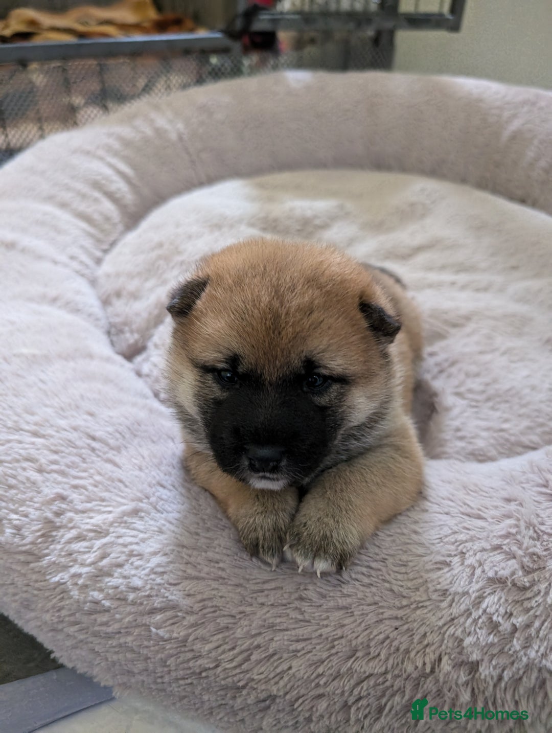 Japanese Shiba Inu dogs for sale: Lovely Shiba Inu Puppies, Last One Left - Advert 1