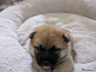 Japanese Shiba Inu dogs for sale: Lovely Shiba Inu Puppies, Last One Left - Advert 1
